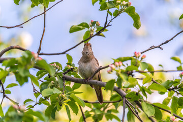 Thrush Nightingale, Luscinia luscinia. A bird sits on a tree branch and sings