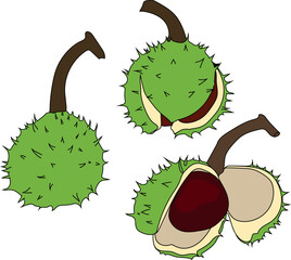 Set of stages of opening of ripe horse chestnut fruit isolated on white background