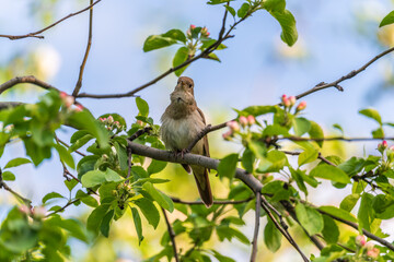 Thrush Nightingale, Luscinia luscinia. A bird sits on a tree branch and sings