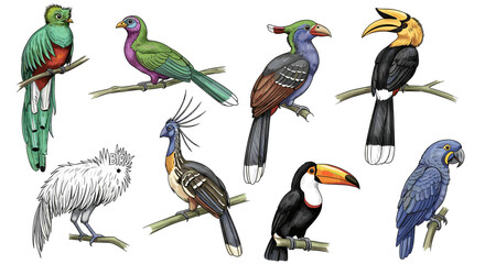 Obraz premium Colorful Tropical Bird Illustration Collection of Exotic Species Perched