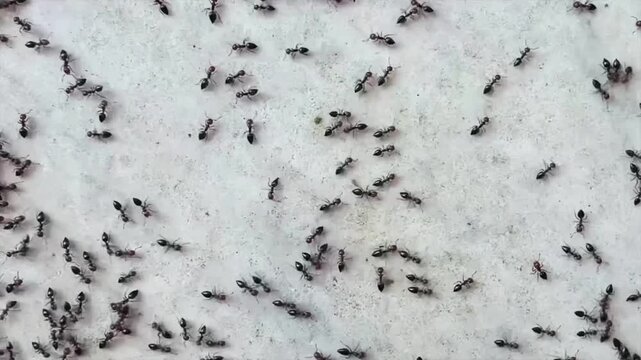 Ants are crawling on the floor.