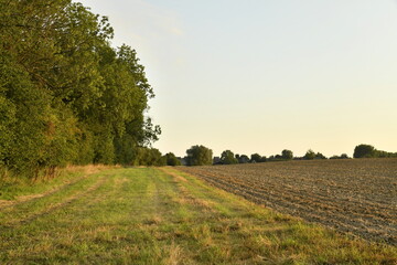Fototapeta premium Ligne de gazon le long d'un bois sous la lumière du coucher de soleil à Écaussinnes d'Enghien (Soignies)