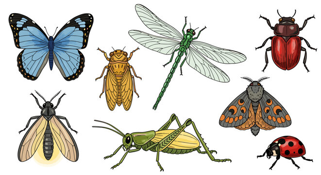 Assorted insect illustrations showcasing diversity and detailed coloring on white background