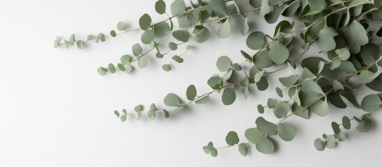 Green leaves arranged on a blue background with a fresh natural look