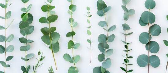 Green leaves arranged on a blue background with a fresh natural look