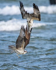 Osprey in flight while fishing for a meal