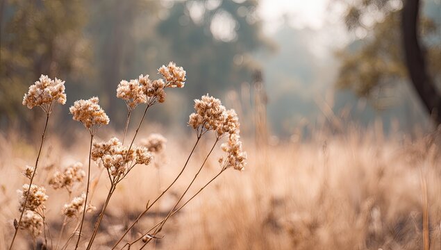 Dried wildflowers in a golden field. Soft focus background - Powered by Adobe