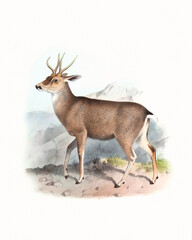 Deer illustration. Handmade watercolor and pencil drawing of deer on softly textured white background.
