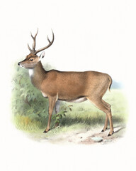 Deer illustration. Handmade watercolor and pencil drawing of deer on softly textured white background.