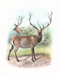 Deer illustration. Handmade watercolor and pencil drawing of deer on softly textured white background.