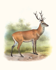 Deer illustration. Handmade watercolor and pencil drawing of deer on light beige background.