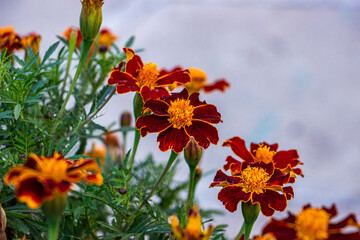 marigolds blooming, orange, two-tone flower, brown-red with yellow center, blooming profusely, in a flowerbed, faded flowers, autumn