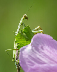 Praying mantis walking up a plant