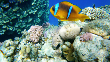 Amphiprion Bicinctus aka Red Sea Clownfish in Sea Anemone, Egypt