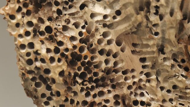 Macro closeup of dry tree trunk surface riddled with round insect boreholes, pan across weathered porous wood texture, pockmarked timber decay, trypophobia concept background, shallow depth of field