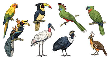 Naklejka premium Exotic tropical birds illustration including parrots, toucans, and other crested species