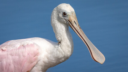 Roseate Spoonbill bird 