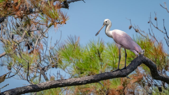 Roseate Spoonbill bird