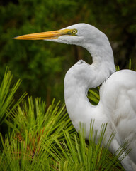 White Great Egret fishing and resting on a tree