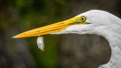 White Great Egret fishing and resting on a tree
