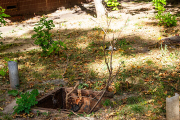 dry branches stick out of a deep hole, dangerously open, without a lid, in the yard of the house, greenery, garbage, ecology, littering, horizontal photo