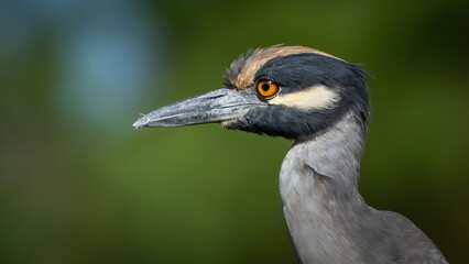 Yellow Crowned Night Heron