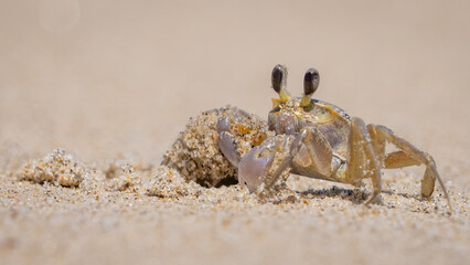 Ghost crab in the sand