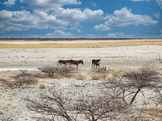 donkeys walking in The Makgadikgadi Pan, is a salt pan situated in the middle of the dry savanna of north-eastern Botswana