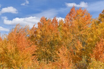 Fototapeta premium autumn in the forest