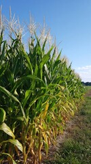 Cornfield row against a clear blue sky