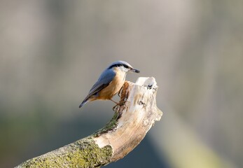 Eurasian nuthatch