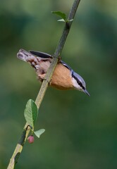 Eurasian nuthatch