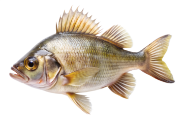 Closeup of freshwater largemouth bass fish isolated on transparent background