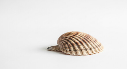 Elegant seashell with natural striped pattern resting on bright white sand beach, evoking calm, tranquil coastal vibes perfect for summer designs