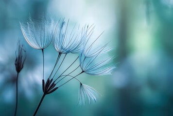 Close-up of delicate seed heads against a blurred, teal-green background
