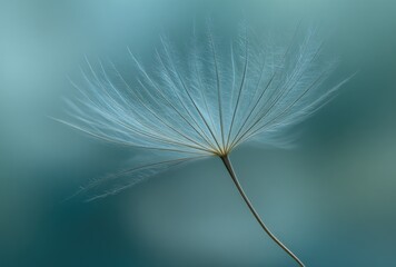 Close-up of a delicate dandelion seed head against a soft, teal-toned background