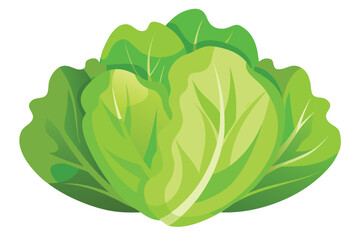Obraz premium Vector illustration of a lettuce