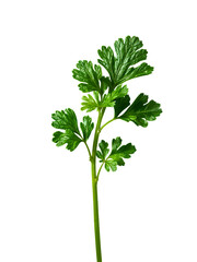 Vibrant green parsley sprig with serrated leaves isolated on a transparent background