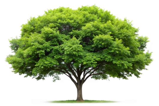 Lush green tree with dense foliage isolated on transparent background - Powered by Adobe