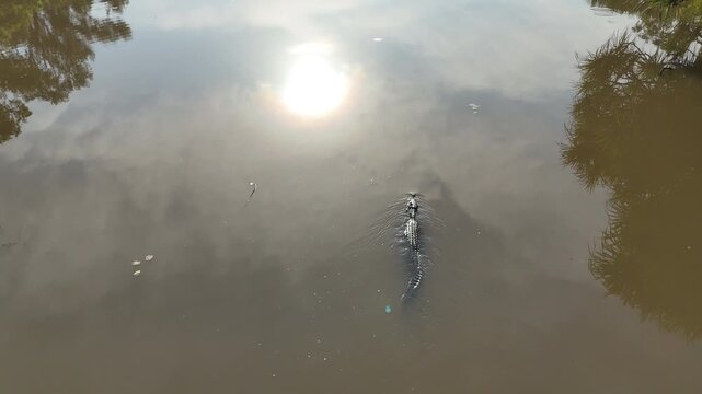 Big saltwater estuarine crocodile, Crocodylus porosus, lurking in shallow murky water of a billabong waterhole near Kakadu national park, Northern Territory
