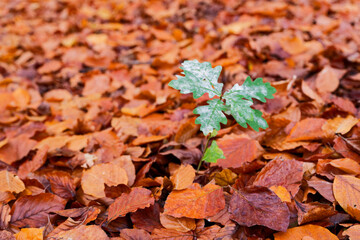 Oak seedling rising through a carpet of dry autumn leaves