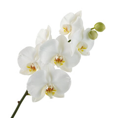 White orchid flowers on a dark background isolated on a transparent background plant