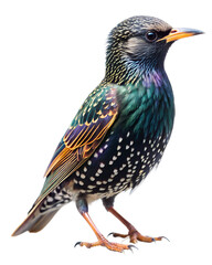 European starling bird perched isolated on transparent background with detailed feathers and vibrant iridescent plumage