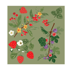 fruits vector illustration strawberry red berry figs illustration fruits illustration
