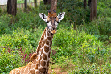 An endangered Rothschild's giraffe (Giraffa camelopardalis rothschildi) looking at the camera at the Giraffe Centre in Nairobi Kenya