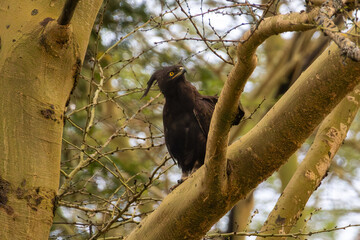 Long-crested Eagle (Lophaetus occipitalis) perched in a yellow-barked acacia tree in Lake Nakuru National Park, Kenya
