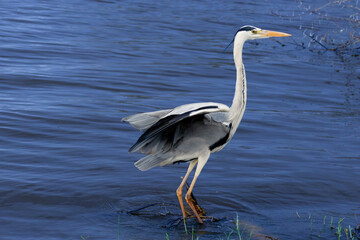 A grey heron (Ardea cinerea) wading silently in the shallow waters of Lake Nakuru National Park, a protected area in Kenya