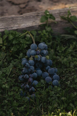 blue grapes lying close-up, autumn vegetables