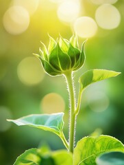 Green sunflower bud stands tall against a bright, blurred background in a vibrant garden during early morning hours