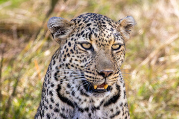 African leopard (Panthera pardus) with a snarl expression staring directly at the camera in Maasai Mara National Reserve